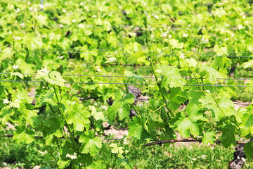 Young grapes in the field.