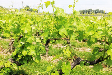 Fototapeta na wymiar Shoots of young grapes in the field.