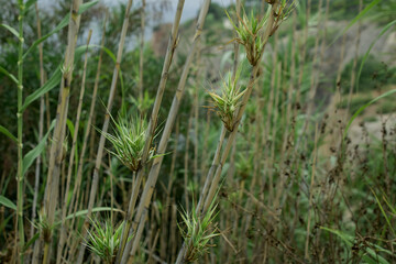 Meadow and hay field  of envornmental conservation, beauty in nature