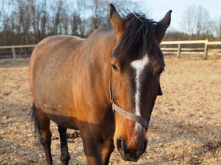 Obraz premium Rural landscape and animals. Close-up portrait of a brown horse. Leningrad region, Russia.