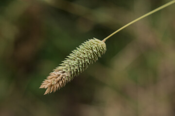 Meadow and hay field  of envornmental conservation, beauty in nature