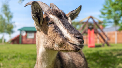 Head of a piebal horned goat in the pasture. Animal nose close-up, selective focus. Goat looking at the camera.