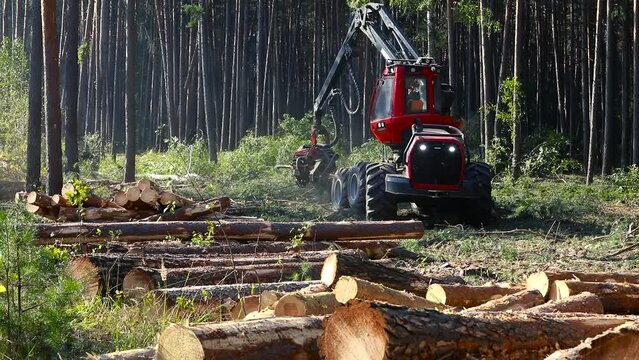 The wood combine harvester processes the pine, the harvester cuts the tree into pieces, logging