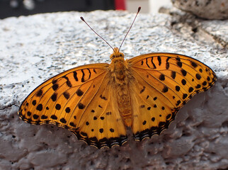 ツマグロヒョウモン A. hyperbius