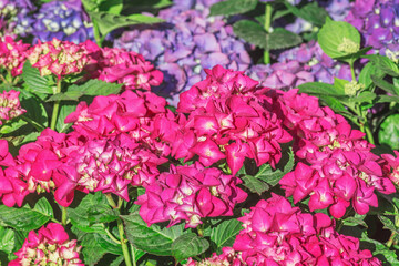 Red flowers in the garden market shop.