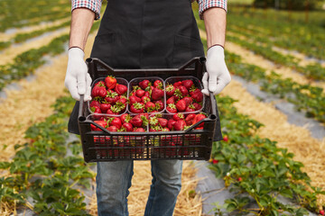 Crop gardener carrying box of strawberries