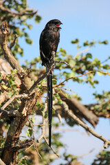 Magpie Shrike, Kruger National Park, South Africa