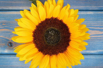 Beautiful and vibrant sunflower on old blue background. Decoration and summer time