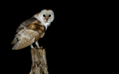 Barn owl