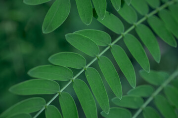 Fototapeta na wymiar green leaf of a tree close up