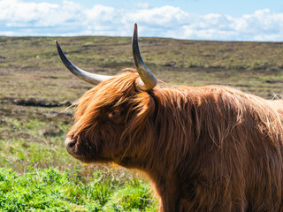 Highland Cattle,Scottish Highlands
