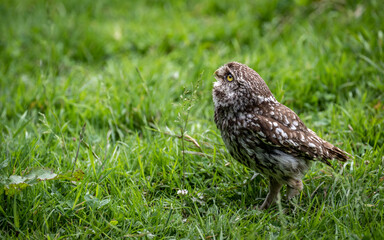 Little owl in the grass