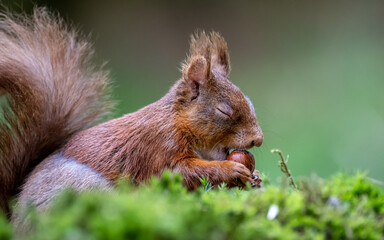 Red squirrel praying