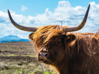 Highland Cattle,Scottish Highlands
