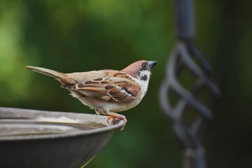 sparrow on a fence