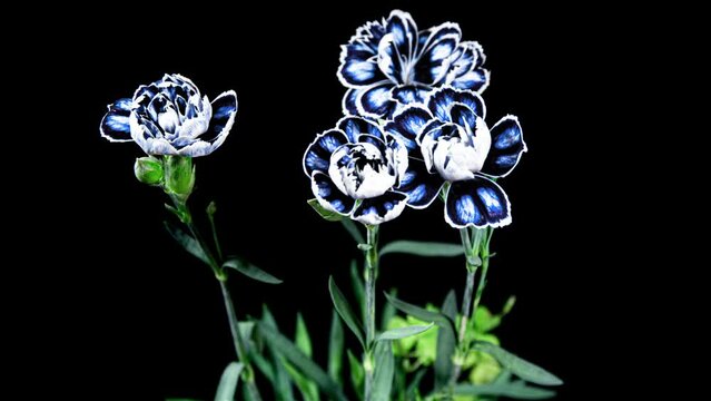 Blue Carnation Flower Blooming   close-up in Time Lapse on a Black Background. Ornamental Garden Carnation