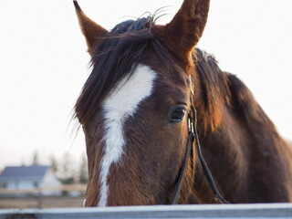 Rural landscape and animals. Close-up portrait of a brown horse. Leningrad region, Russia.