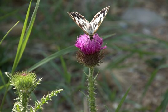 A beautiful butterfly warms its wings in the rays of the sun. Variegated galatea, a species of butterfly from the family of Marigold on the flower of milk thistle.