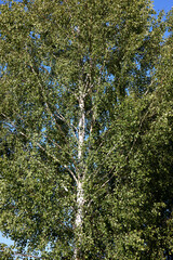 close-up trees in the woods. 