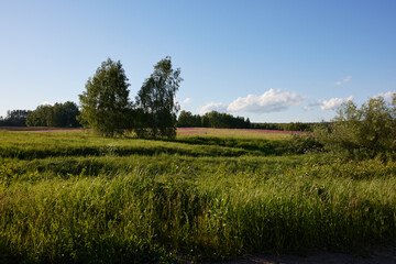 Fototapeta premium landscape with trees and field