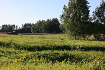 Obraz premium landscape with a field and trees