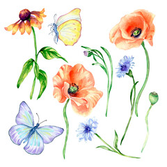 Set of poppy, meadow flowers, butterfly watercolor isolated