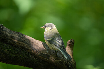 Great tit