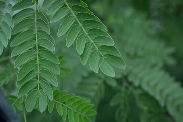  green leaf of a tree close up