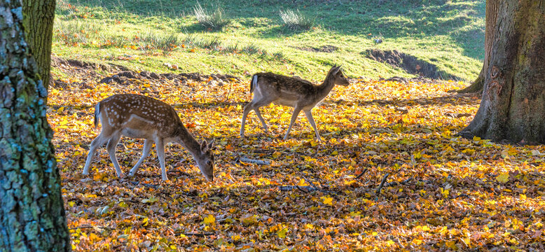 Rehe