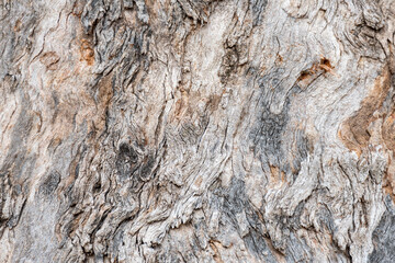 Colorful texture of tree bark.