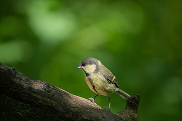 Great tit