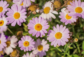 Obraz premium White and pink daisy flowers in the park