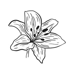Lilium hand drawn with black lines on a white background.