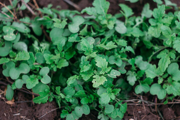 Fresh young radish greens grew out of the ground. Sampling focus