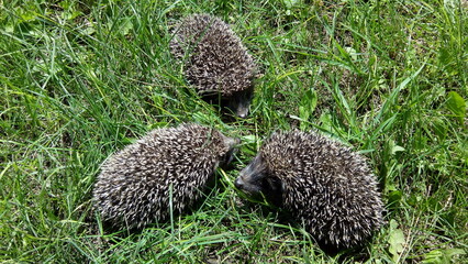 Оffspring of hedgehogs