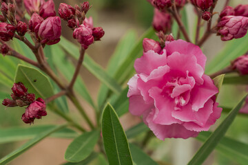 The bright red nerium oleander flowers are so beautiful
