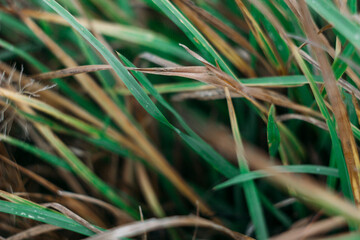 Yellow-green withered old grass in late autumn. Close. Selective focus