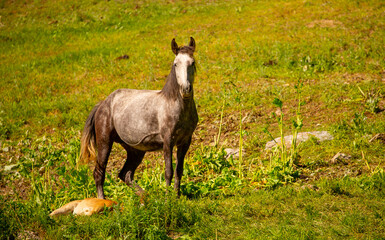 Horse and newborn foal on the background of mountains, a herd of horses graze in a meadow in summer and spring, the concept of cattle breeding, with place for text.