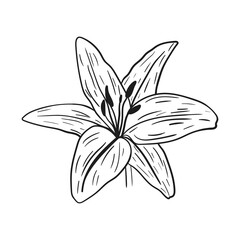 Lilium hand drawn with black lines on a white background.