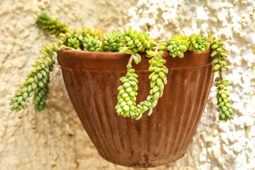 Potted Sedum Morganianum succulent plant on the wall