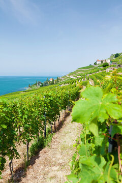 Beautiful sunny landscape with vineyards near lake