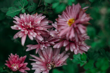 Lilac chrysanthemum flowers in the dark after rain. Selective focus