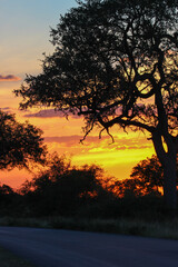 Plakat African Sunset in Kruger National Park, South Africa