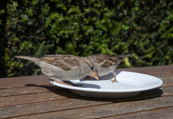 bird, house sparrow, eating from plate