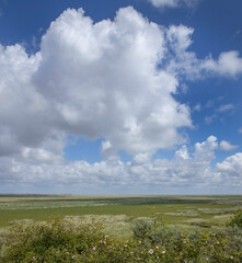 Dunes. National park. Schiermonnikoog waddeneiland. Netherlands. Waddenzee. Coast