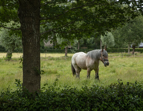 Horse. Country village Uffelte Drente Netherlands.  Countrylife.