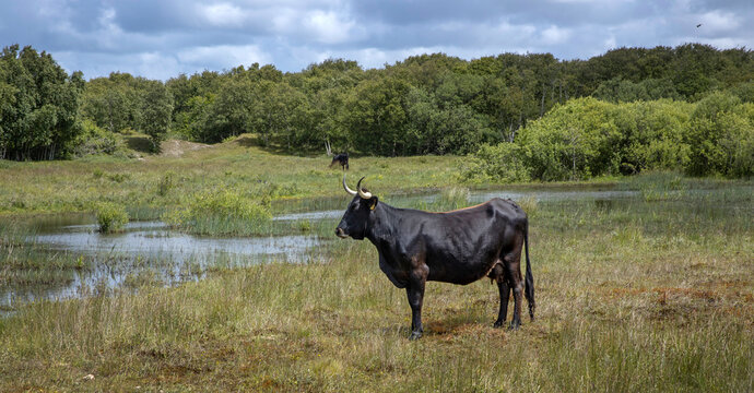 Sayaguesa. Cows in dunes. Schiermonnikoog waddeneiland. Netherlands. Waddenzee. Coast