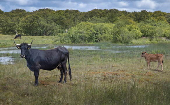 Sayaguesa. Cows in dunes. Schiermonnikoog waddeneiland. Netherlands. Waddenzee. Coast