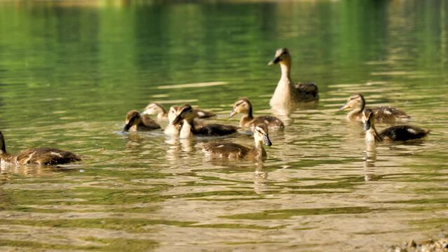 Female Mallard duck with adorable ducklings swimming in the river