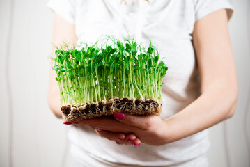 Sprouts of micro greens of peas in womans hands.